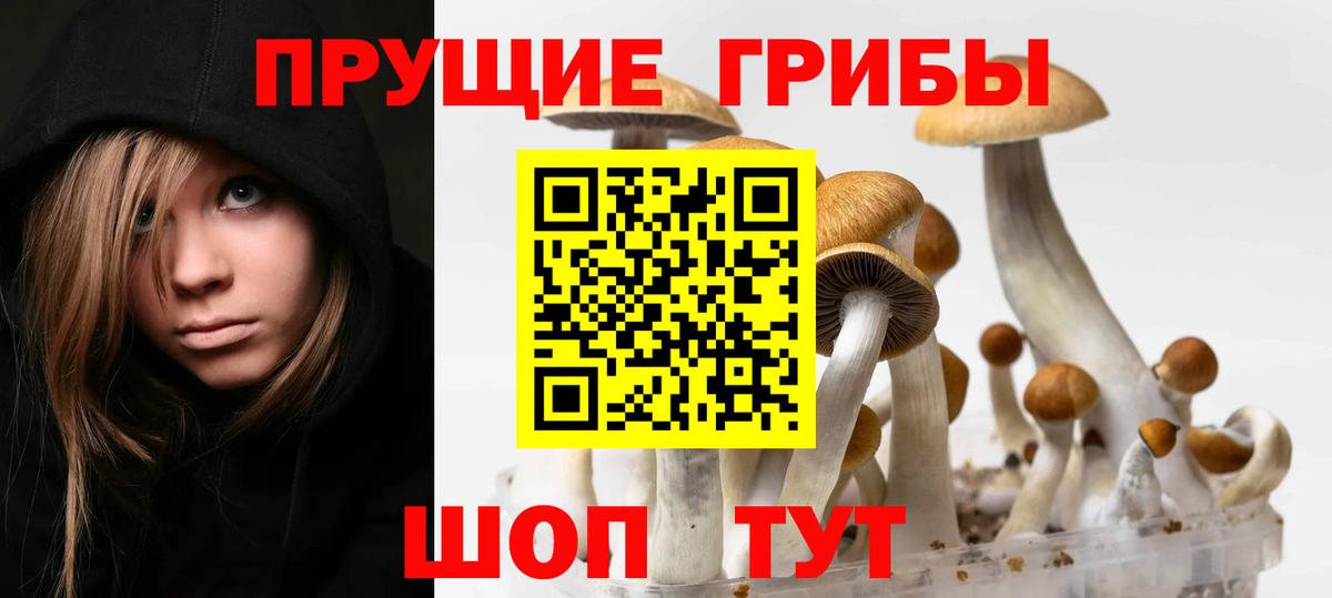 где можно купить наркотик  Псилоцибиновые грибы ЛСД  Вход с VPN  Нижнеудинск 